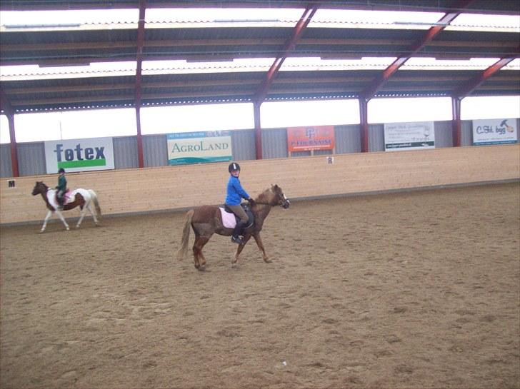 Anden særlig race dixie solgt - billede tage den 13/5-2010 billede 4