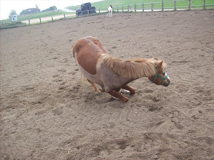 Anden særlig race dixie solgt billede 7