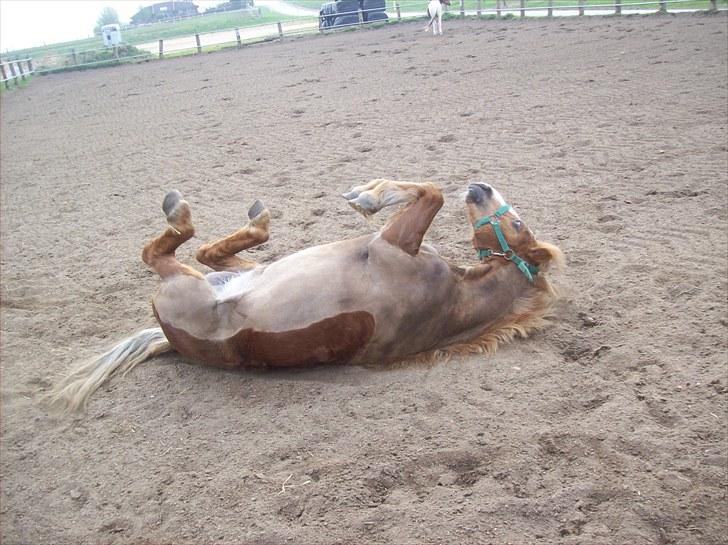 Anden særlig race dixie solgt billede 8