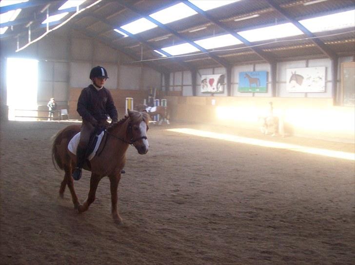 Anden særlig race dixie solgt - tageden 10/4-2010 billede 10