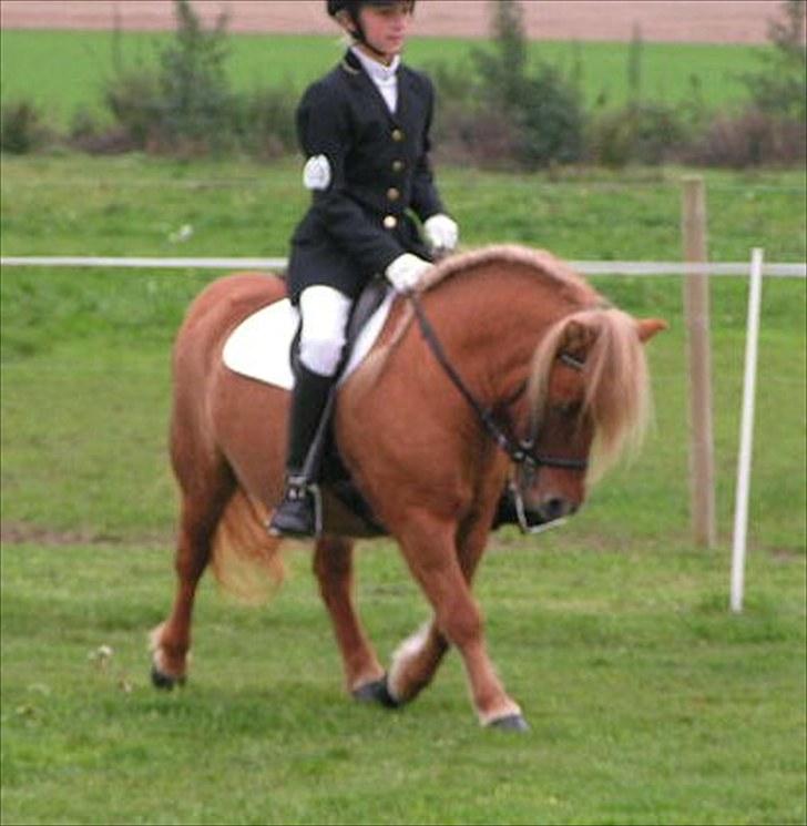 Shetlænder Thorshøjs Menja - menja til materiale prøve billede 17