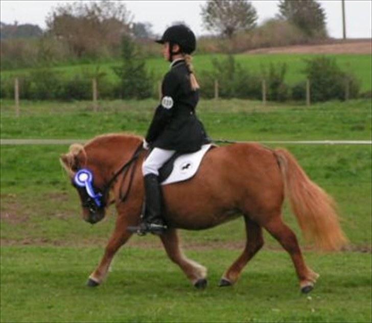 Shetlænder Thorshøjs Menja - menja til materiale prøve billede 18