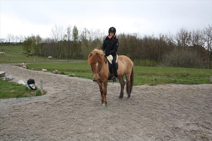 Islænder Ofeigur fra Tyvekrogen - Fra Gaman stævne. billede 19