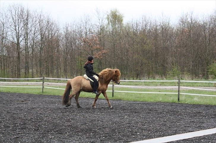 Islænder Ofeigur fra Tyvekrogen - Fra Gaman stævne. billede 20