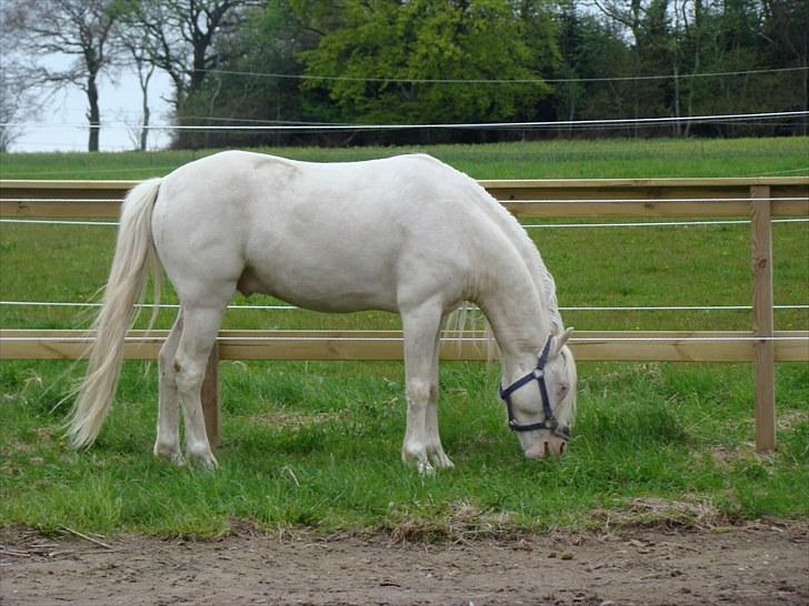 Welsh Pony (sec B) Aastrupgaards Safir billede 17