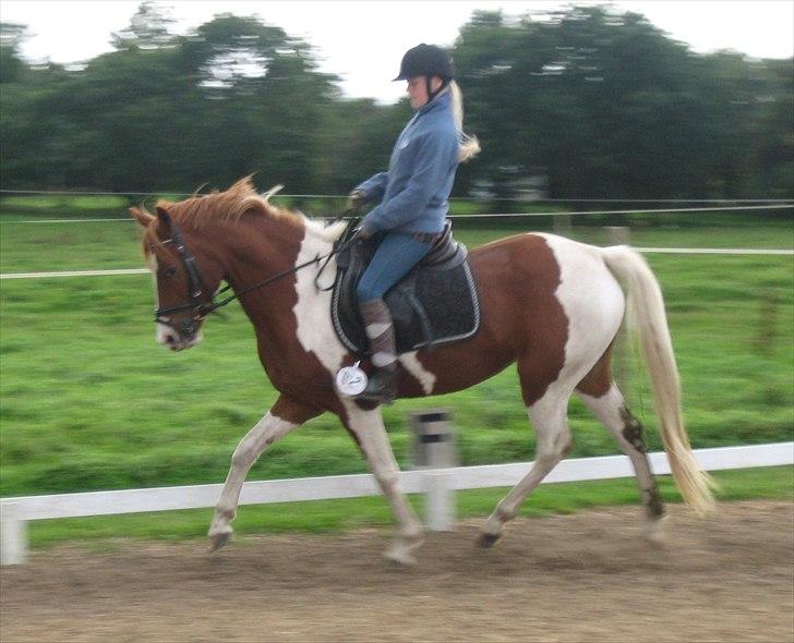 Anden særlig race Cassiopeia<3 Savnet - smukke :D billede 16