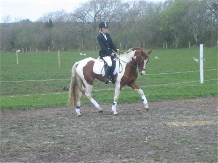 Anden særlig race Cassiopeia<3 Savnet - tak fordi du lige kom fordi kom gerne med en bedømelse og en lille komentar :) billede 20