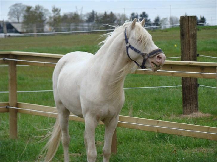 Welsh Pony (sec B) Aastrupgaards Safir billede 18