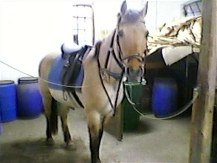 Anden særlig race prins gammel lånepony - 1 gang med sadel og hovdetøj efter 3-4 år billede 15