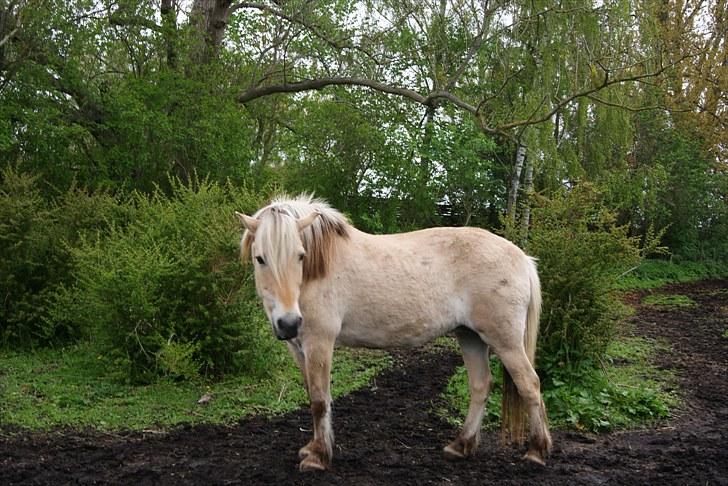 Fjordhest Tenna billede 3