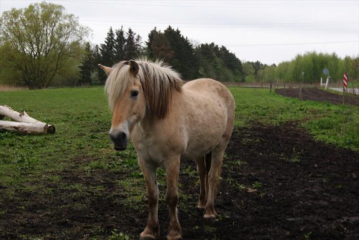 Fjordhest Tenna billede 4