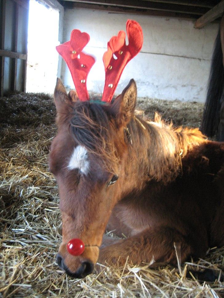 Arabisk fuldblod (OX) Chanel Cosh - Glædelig jul fra Chanel ;oD - Hun var bare helt kold overfor gevir med bjælder og den blinkende næse hi hi... billede 8