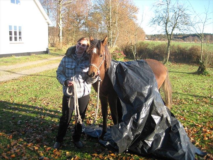 Arabisk fuldblod (OX) Chanel Cosh - Chanel 5 1/2 måned - hun er bare SÅ godmodig :o) billede 9