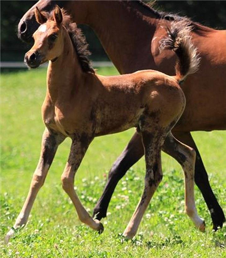 Arabisk fuldblod (OX) Chanel Cosh - Chanel 6 uger billede 10