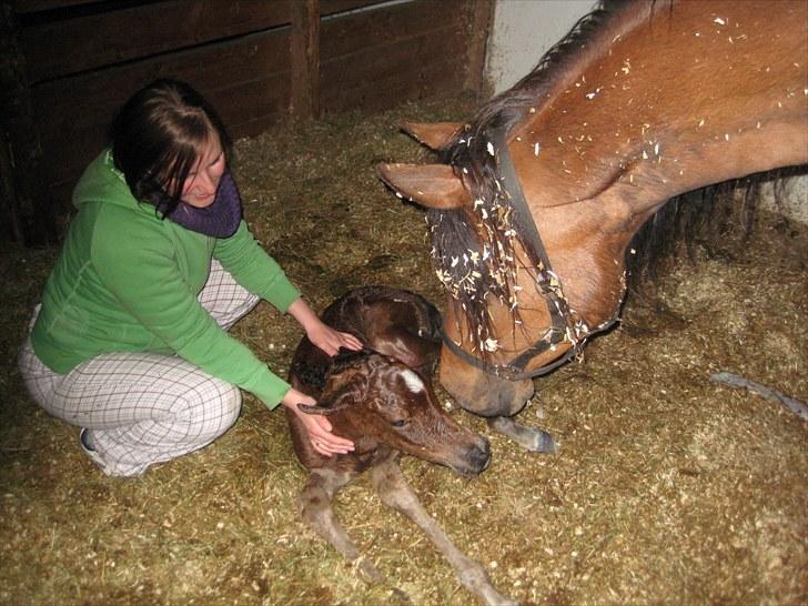 Arabisk fuldblod (OX) Chanel Cosh - Hej mor billede 19