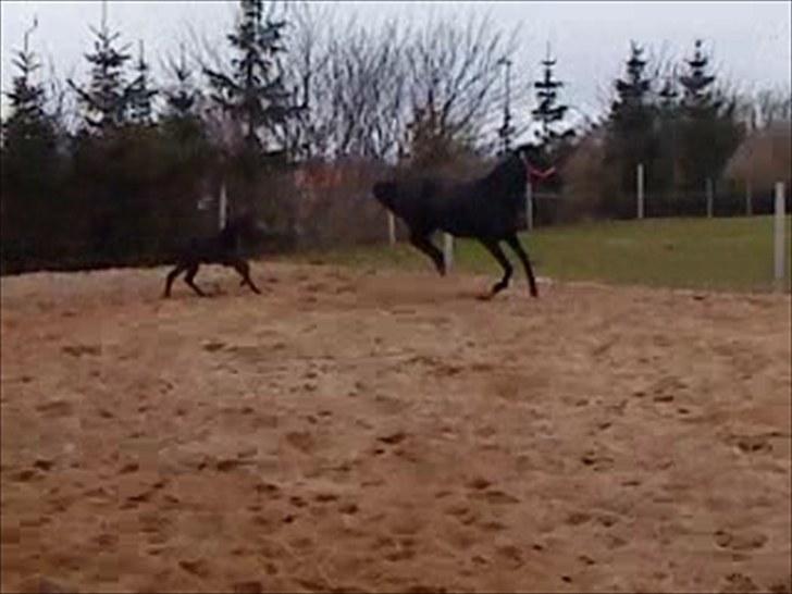 Dansk Varmblod Højbo' Mandalay BRDH - Så skal Mylow luftes......og det blev han. Han er her 14 dage gammelt :)  billede 19