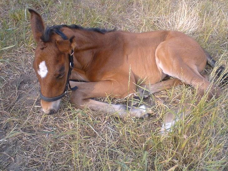 Dansk Varmblod Verona RIP - Veronas føl Højbo´ Veranzo. ca. 2 dage gammelt. billede 6