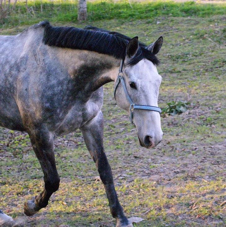 Polsk Varmblod Hoplita (Polle) - søøde polle på fold <3 billede 11