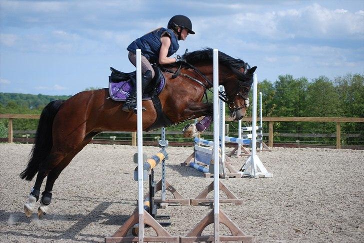 Welsh Pony af Cob-type (sec C) Åvangens Victoria - spring træning  billede 4