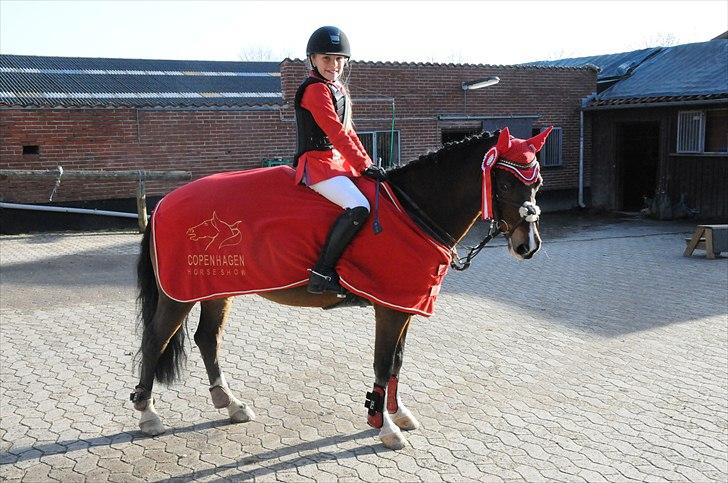 Welsh Pony af Cob-type (sec C) Åvangens Victoria - Vandt lb* efter at Victoria har stået stille så stolt:D<3 billede 5