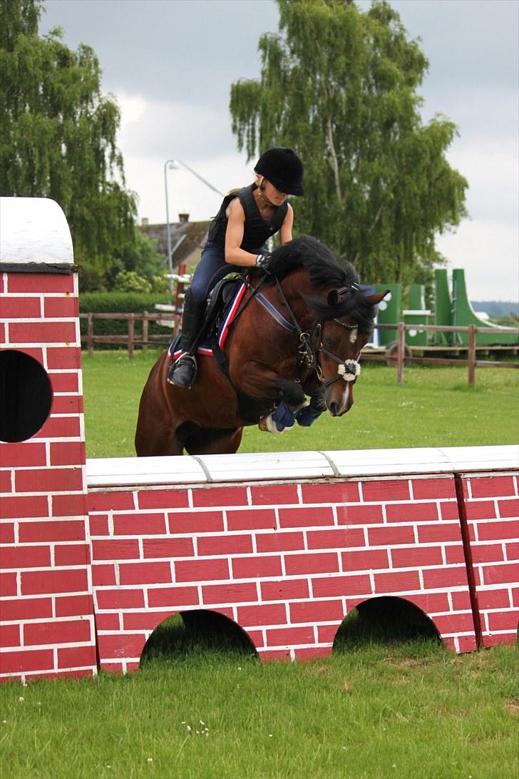 Welsh Pony af Cob-type (sec C) Åvangens Victoria - Kursus hos lone springer 105 cm :D:D:D:DFoto: KrS-photo billede 6