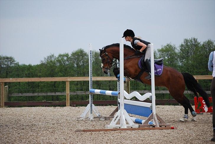 Welsh Pony af Cob-type (sec C) Åvangens Victoria - Verdens bedste kat 3 spring pony :D billede 7