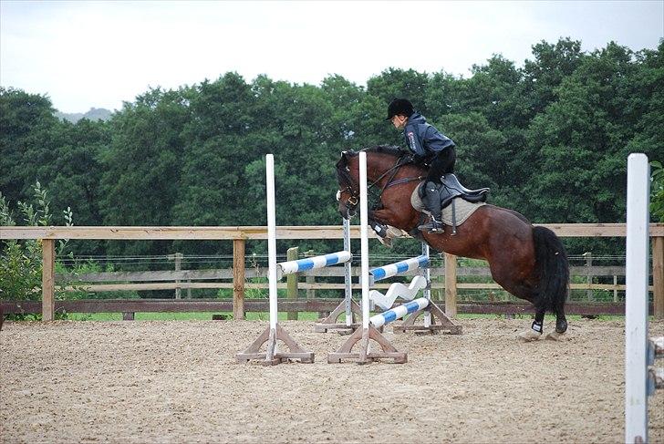 Welsh Pony af Cob-type (sec C) Åvangens Victoria - Springning i regn vejr ikke fedt:D billede 8