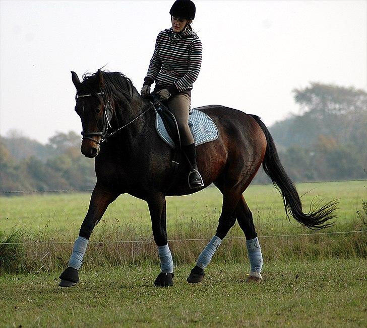 Dansk Varmblod Sommerlunds Unik - Dressur på den skønne. {Foto: Julie} billede 20