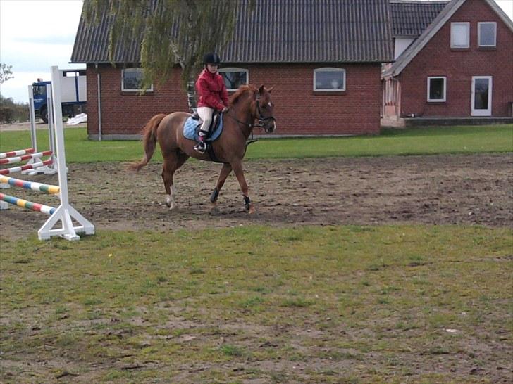 New Forest Romerro - Mig&Romerro en af de første gange jeg rider på ham derhjemme. billede 7