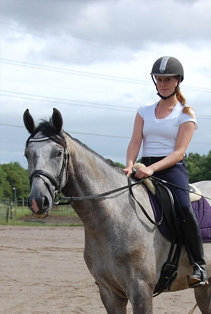 Dansk Varmblod MISIL -  billede 13