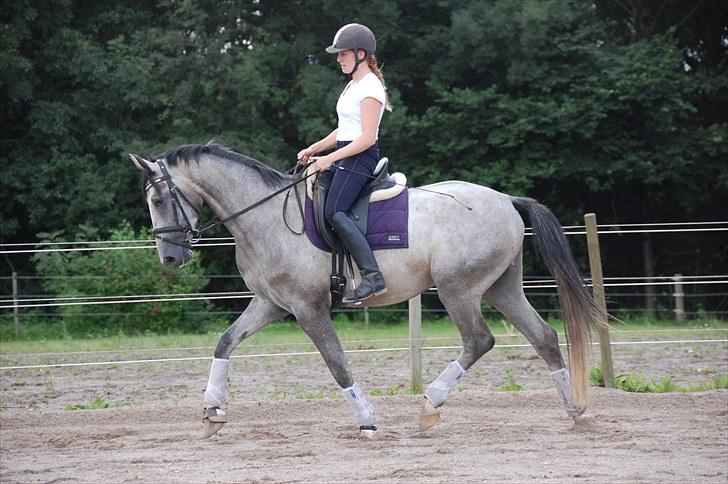 Dansk Varmblod MISIL -  - August 2010 billede 15