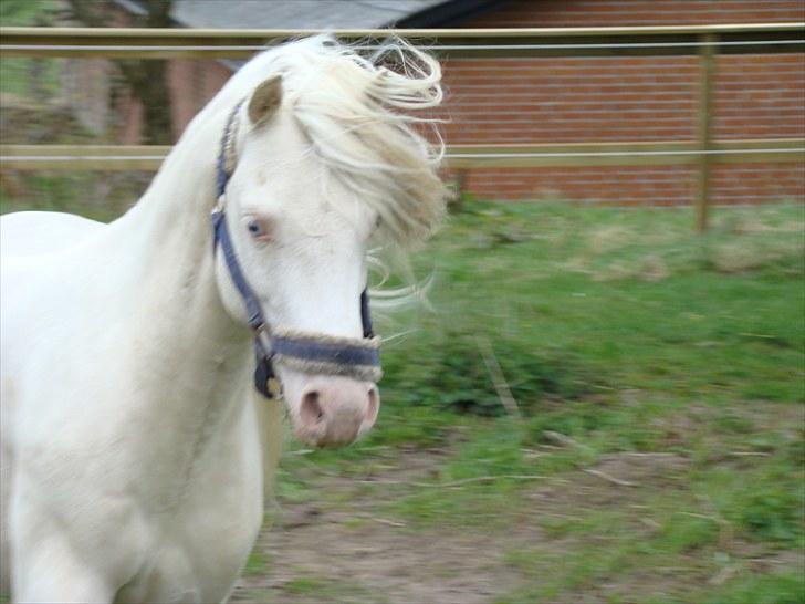 Welsh Pony (sec B) Aastrupgaards Safir billede 19