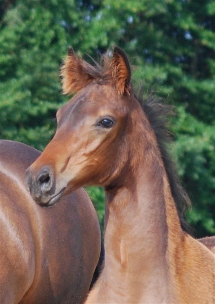 Dansk Varmblod Can-Can C billede 1