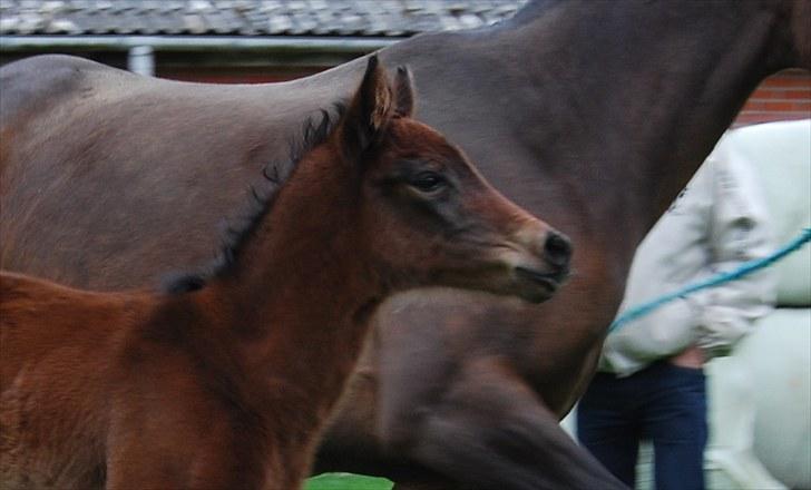 Dansk Varmblod Can-Can C billede 2