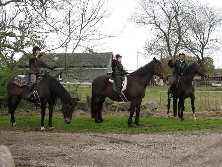 Dansk Varmblod R.I.P Wita billede 13