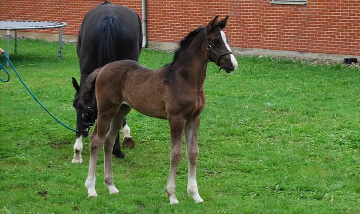 Dansk Varmblod Bright Eyes C billede 7