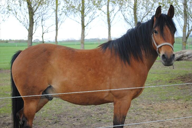 Anden særlig race Rocky - Maj 2010 billede 5