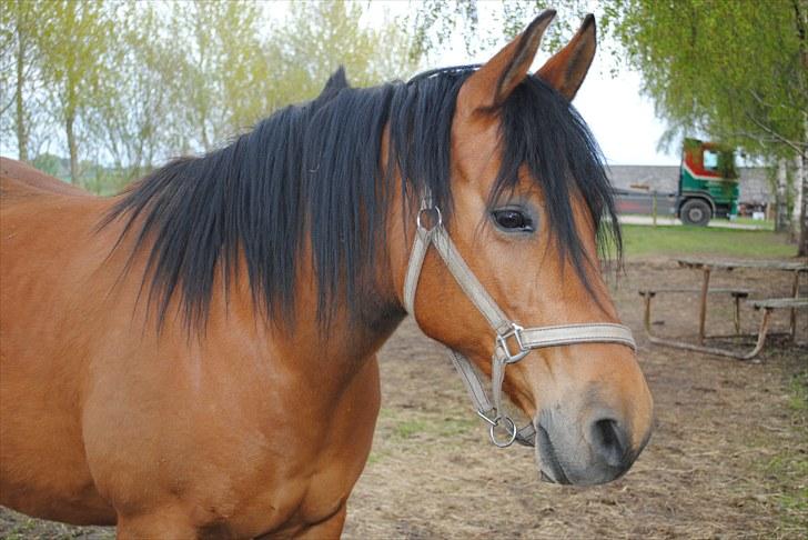 Anden særlig race Rocky - Maj 2010 billede 6