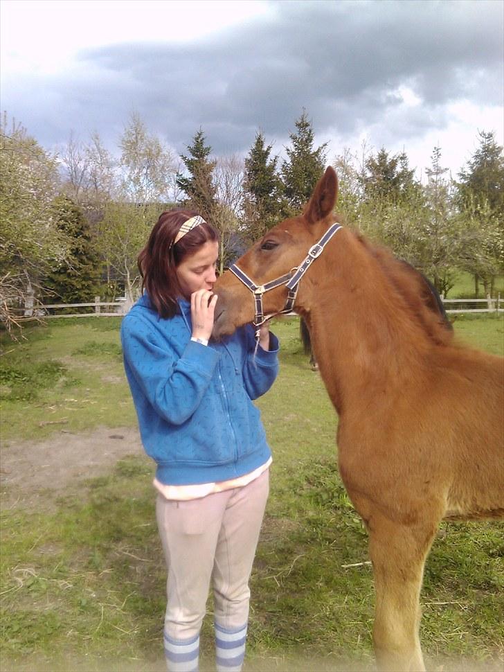 Traver toffee(solgt) - welcome til toffe´s profil.... ingen har det samme venskab som os  billede 1