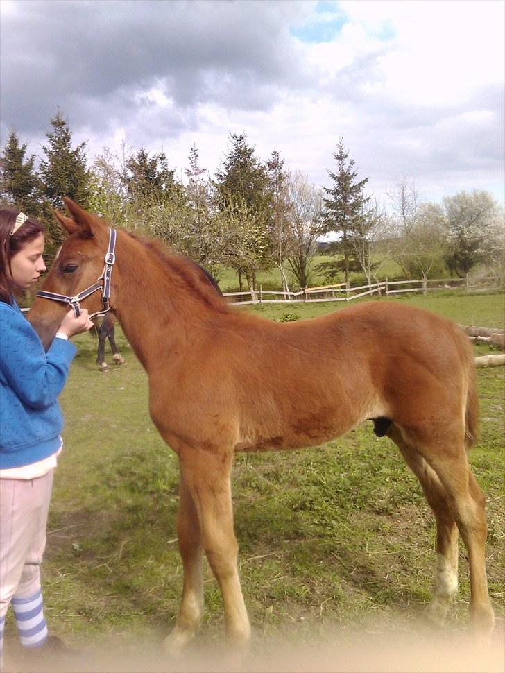 Traver toffee(solgt) - elsker dig min dejlig hingst du er alt billede 2