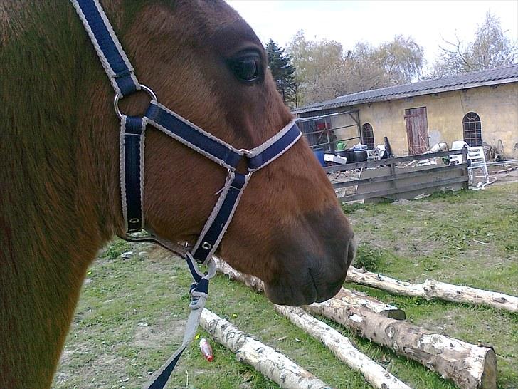 Traver toffee(solgt) - du er da bare skøn billede 5