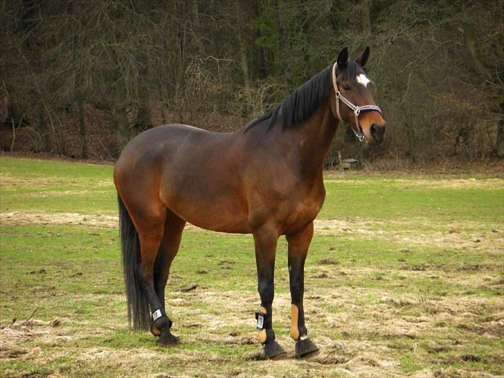 Dansk Varmblod Razellie B - 21/3-2010 billede 2