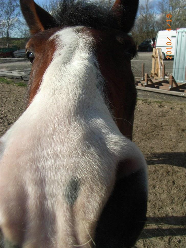 Pinto Kiara - Putteeeen! :D billede 3