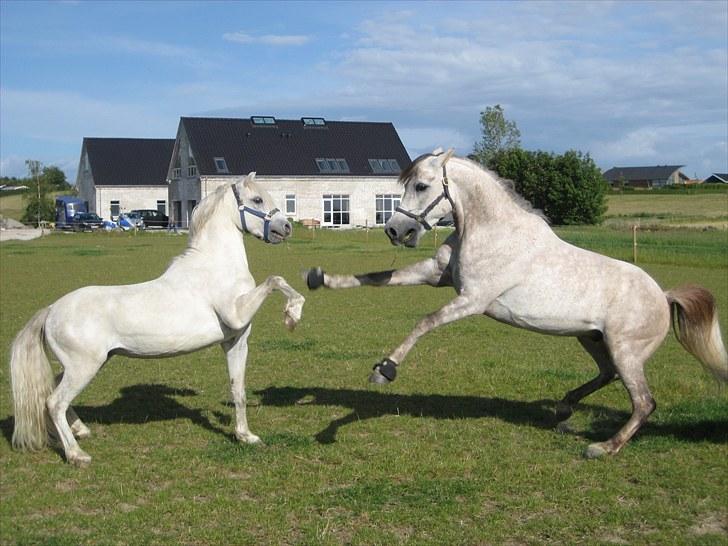 Welsh Pony (sec B) Møllegaards Showman A-Pony " Solgt" - Et billede mere af Showman og Aminn billede 8