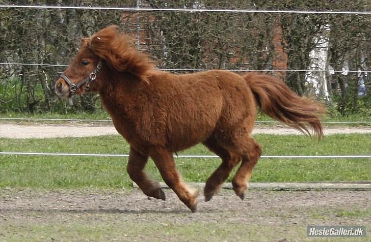 Anden særlig race Thea *Solgt* billede 2