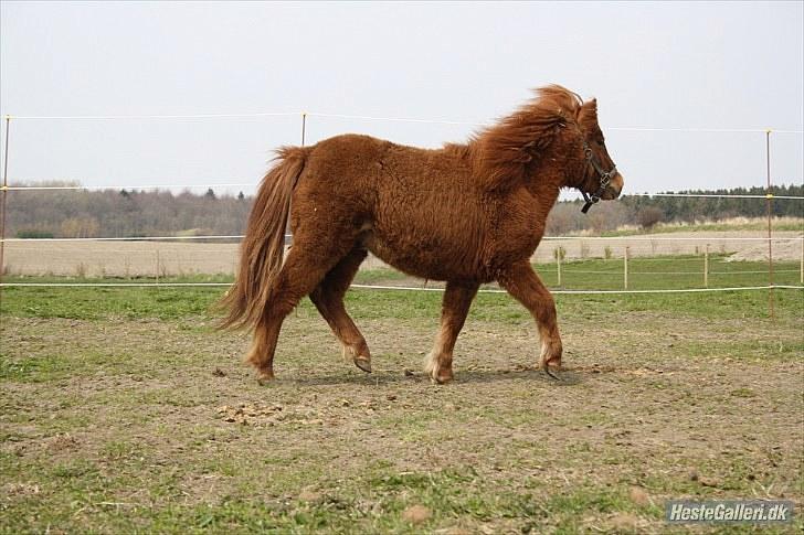 Anden særlig race Thea *Solgt* billede 1