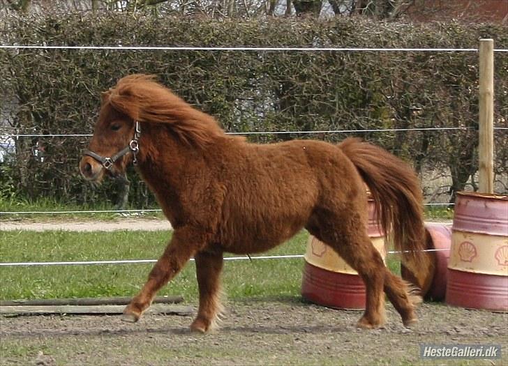 Anden særlig race Thea *Solgt* billede 5