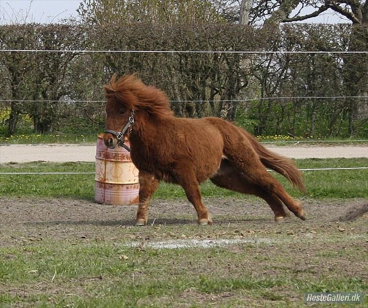 Anden særlig race Thea *Solgt* billede 6