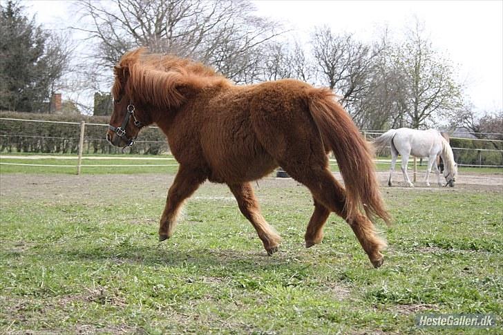 Anden særlig race Thea *Solgt* billede 7