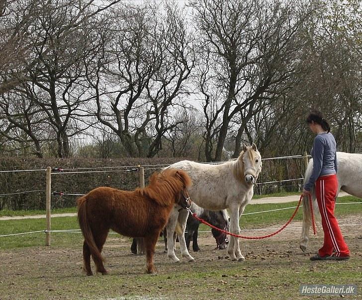 Anden særlig race Thea *Solgt* billede 8
